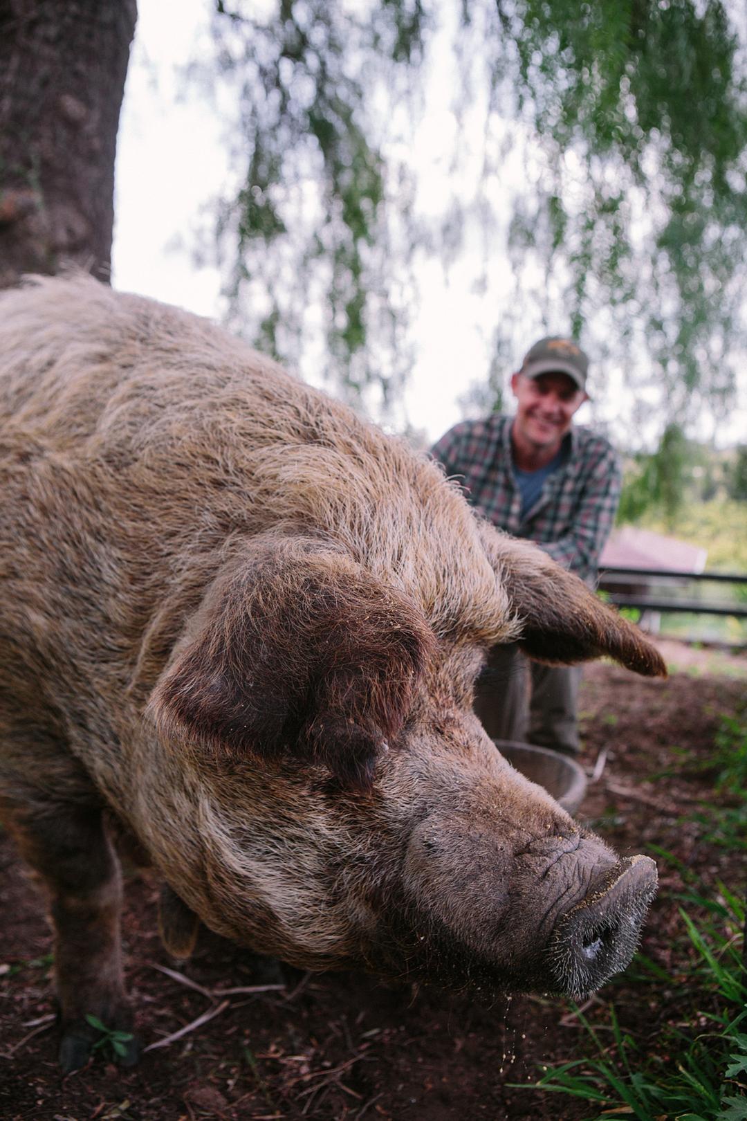 最大的小小农场：回归The Biggest Little Farm: The Return(2022)插图2%4K电影下载_3D影视资源_杜比视界迅雷下载