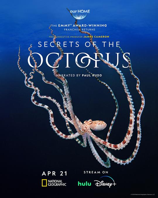章鱼的秘密Secrets of the Octopus(2024)插图%4K电影下载_3D影视资源_杜比视界迅雷下载