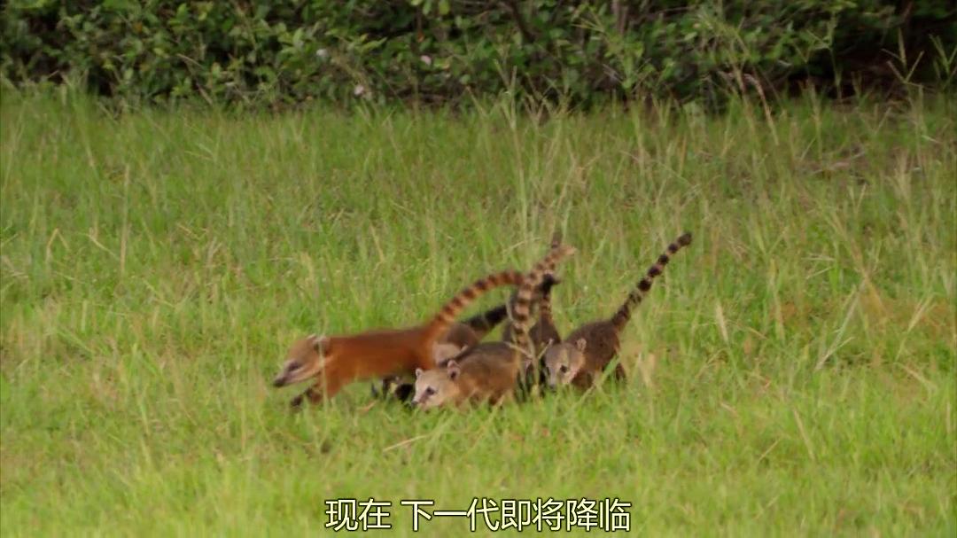 狂野巴西Wild Brazil(2014)插图2%4K电影下载_3D影视资源_杜比视界迅雷下载