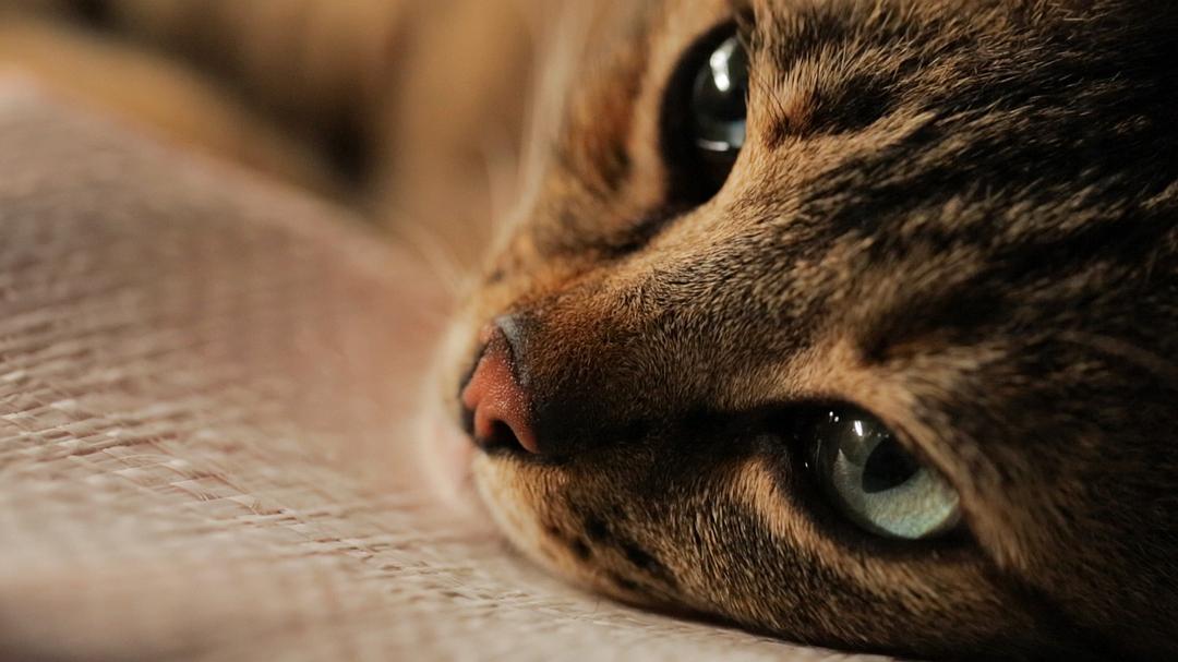 爱猫之城Kedi(2016)插图1%4K电影下载_3D影视资源_杜比视界迅雷下载