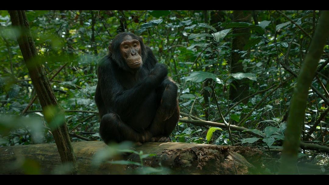 黑猩猩帝国Chimp Empire(2023)插图1%4K电影下载_3D影视资源_杜比视界迅雷下载