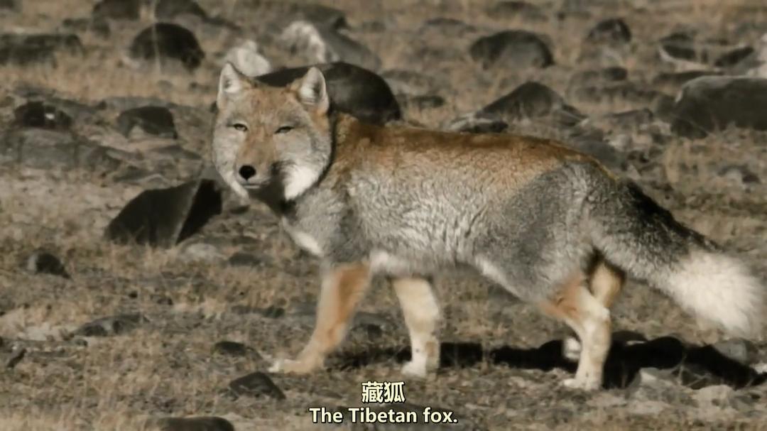 猫科动物：奇妙的动物家族Cats: An Amazing Animal Family(2015)插图2%4K电影下载_3D影视资源_杜比视界迅雷下载