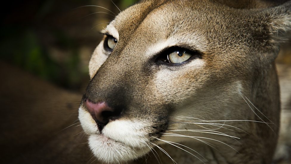 大猫Big Cats(2018)插图1%4K电影下载_3D影视资源_杜比视界迅雷下载
