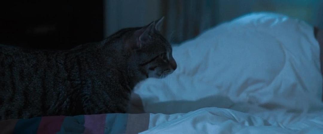 猫眼看人Cat’s Eye(1985)插图2%4K电影下载_3D影视资源_杜比视界迅雷下载