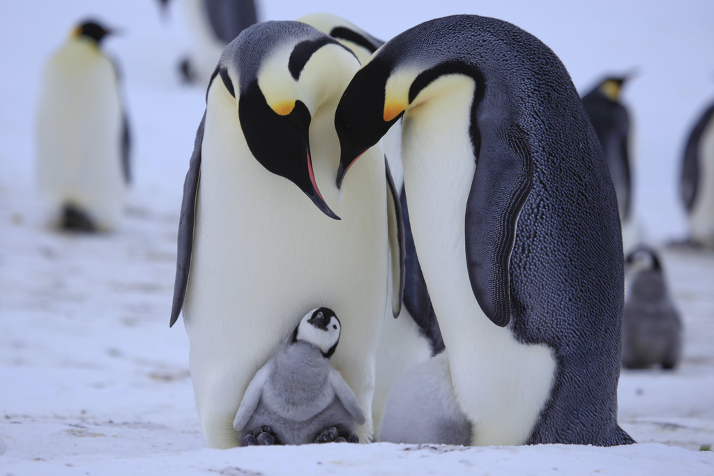 企鹅群里有特务Penguins: Spy in the Huddle(2012)插图2%4K电影下载_3D影视资源_杜比视界迅雷下载