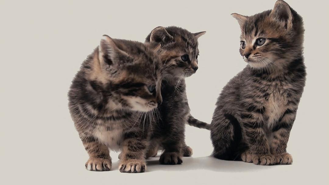 喵星人的奇思妙想Inside the Mind of a Cat(2022)插图1%4K电影下载_3D影视资源_杜比视界迅雷下载