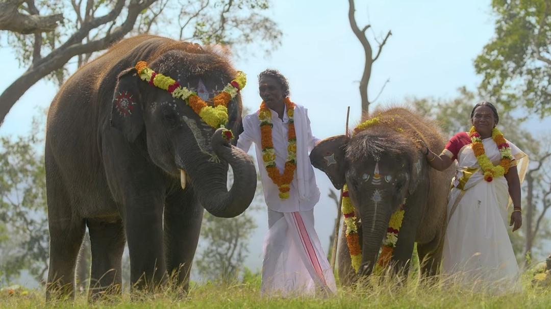 小象守护者The Elephant Whisperers(2022)插图2%4K电影下载_3D影视资源_杜比视界迅雷下载