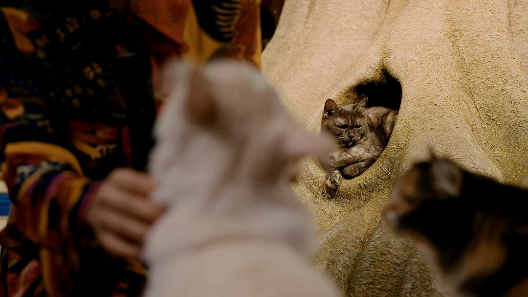 喵星人的奇思妙想Inside the Mind of a Cat(2022)插图2%4K电影下载_3D影视资源_杜比视界迅雷下载