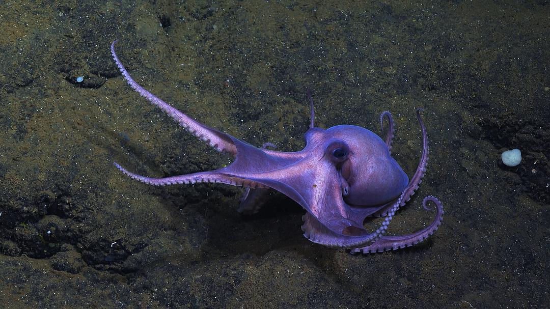 章鱼的秘密Secrets of the Octopus(2024)插图2%4K电影下载_3D影视资源_杜比视界迅雷下载