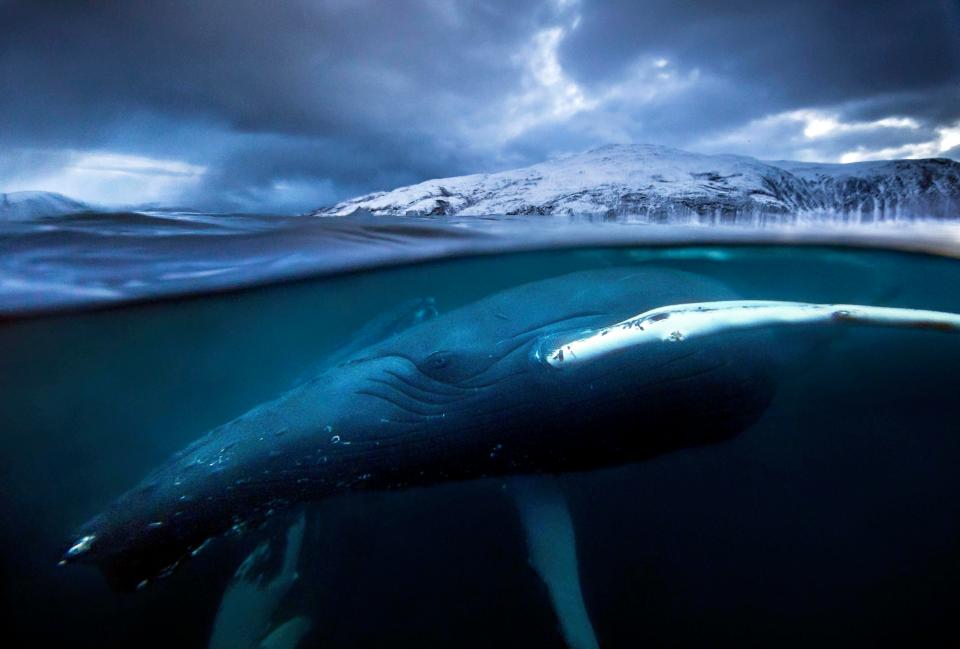 蓝色星球The Blue Planet(2001 – 2017)插图2%4K电影下载_3D影视资源_杜比视界迅雷下载