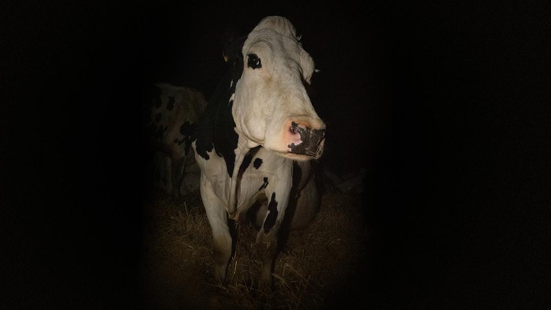 奶牛Cow(2021)插图1%4K电影下载_3D影视资源_杜比视界迅雷下载