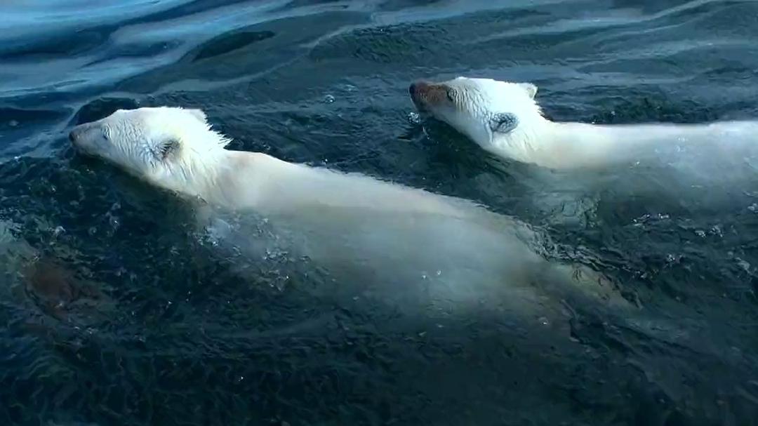 北极熊：一个夏天的奥德赛Polar Bears: A Summer Odyssey(2012)插图2%4K电影下载_3D影视资源_杜比视界迅雷下载