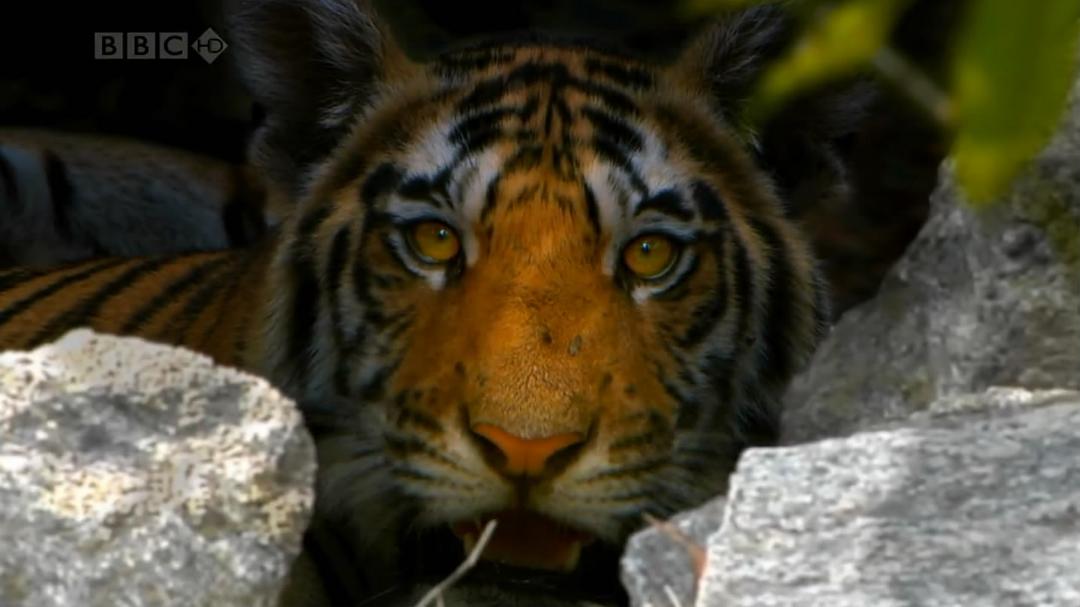 虎：丛林中窥探Tiger: Spy in the Jungle(2008)插图2%4K电影下载_3D影视资源_杜比视界迅雷下载