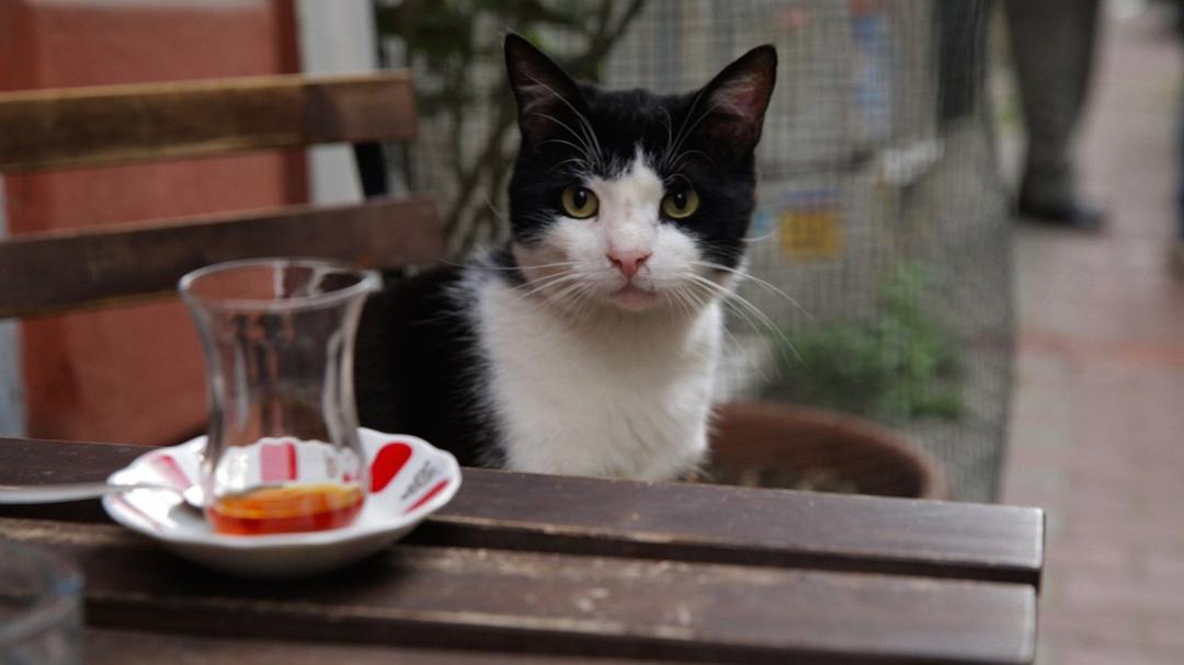 爱猫之城Kedi(2016)插图2%4K电影下载_3D影视资源_杜比视界迅雷下载