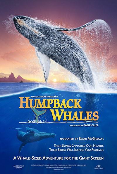 座头鲸Humpback Whales(2015)插图%4K电影下载_3D影视资源_杜比视界迅雷下载