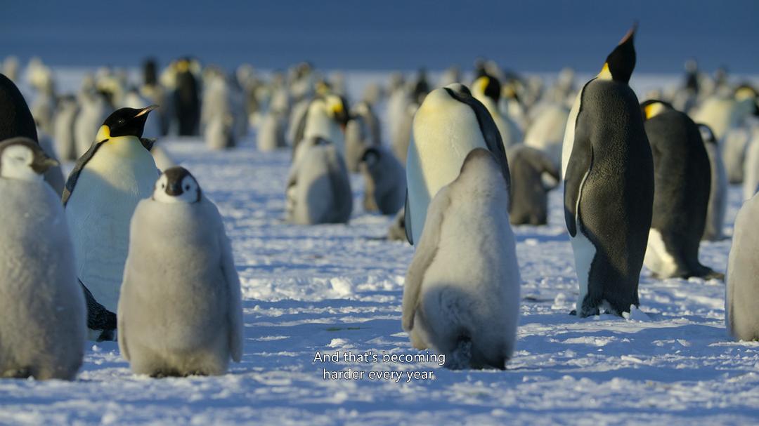 企鹅之谜Secrets of the Penguins(2025)插图1%4K电影下载_3D影视资源_杜比视界迅雷下载