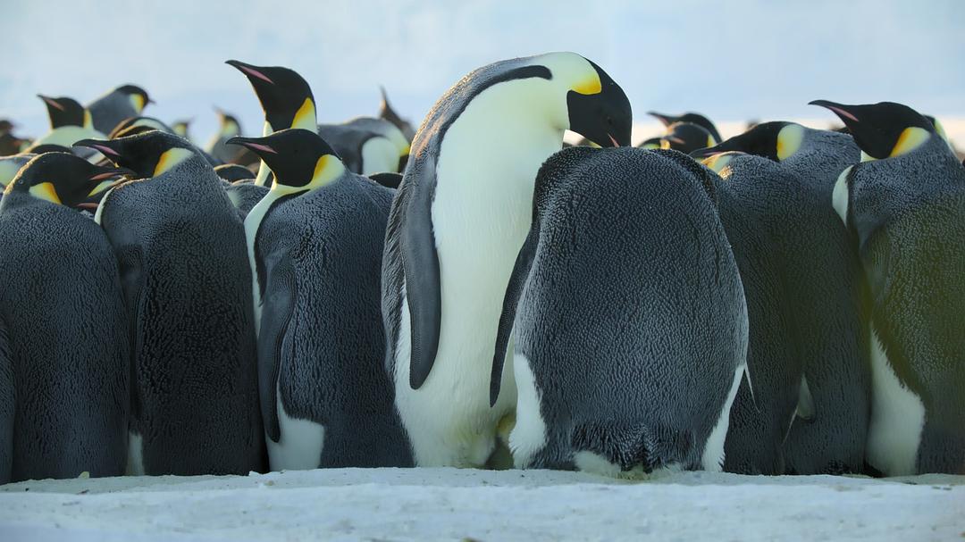 企鹅之谜Secrets of the Penguins(2025)插图2%4K电影下载_3D影视资源_杜比视界迅雷下载