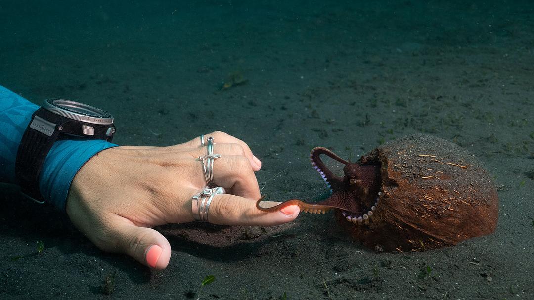 章鱼的秘密Secrets of the Octopus(2024)插图1%4K电影下载_3D影视资源_杜比视界迅雷下载