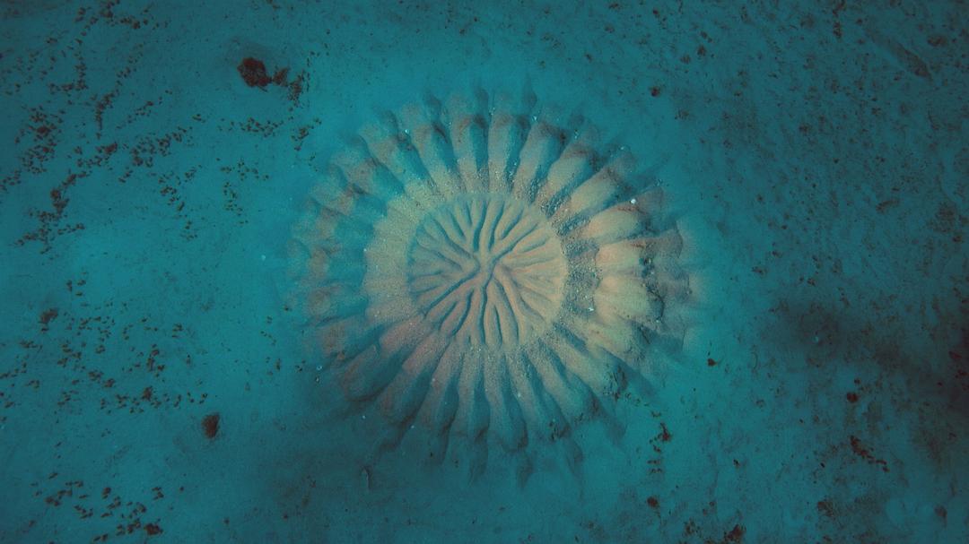 大太平洋Big Pacific(2017)插图1%4K电影下载_3D影视资源_杜比视界迅雷下载