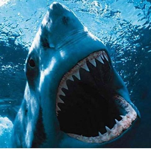 大白鲨Jaws(1975)插图2%4K电影下载_3D影视资源_杜比视界迅雷下载
