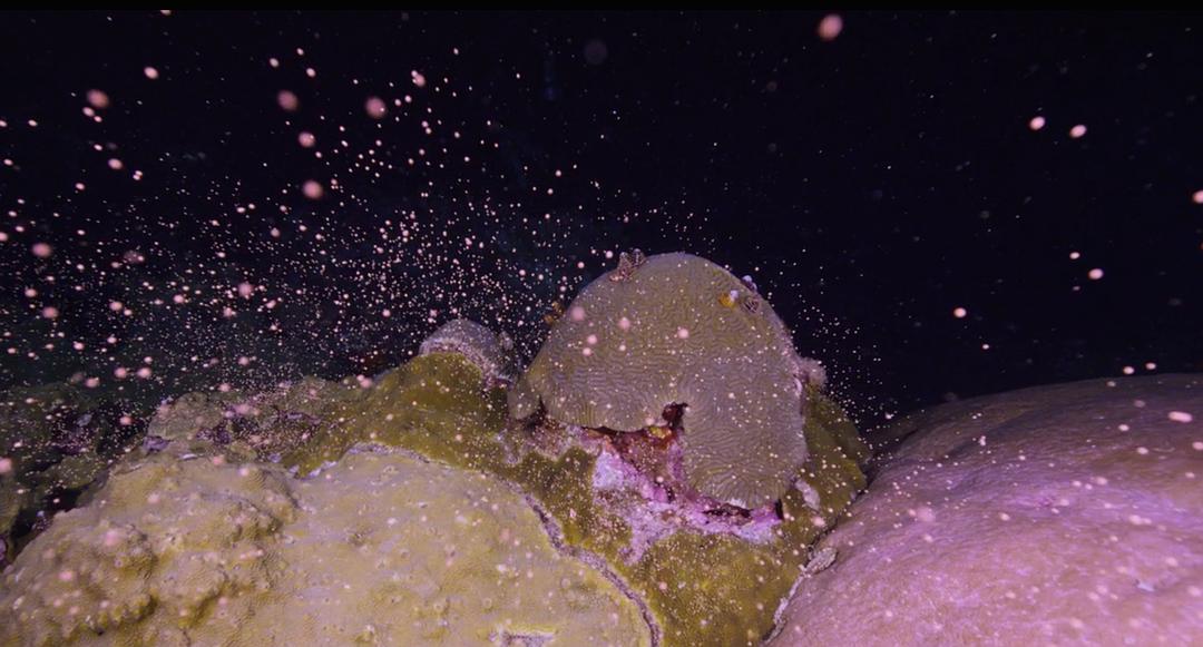 追逐珊瑚Chasing Coral(2017)插图1%4K电影下载_3D影视资源_杜比视界迅雷下载