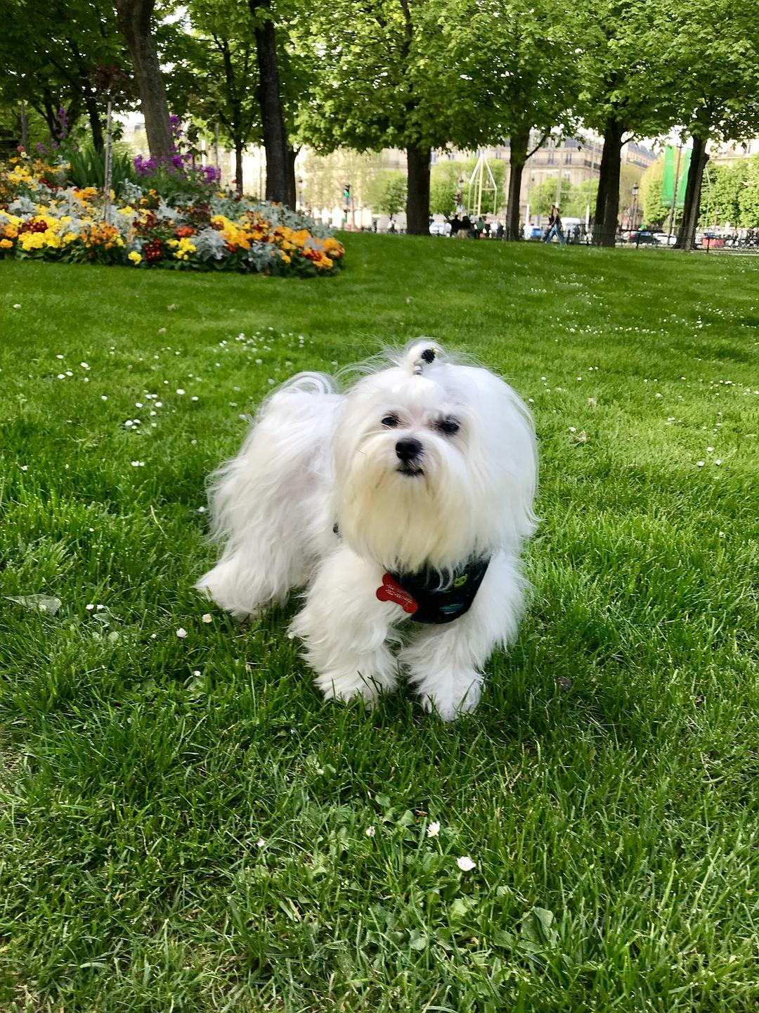 宠物的秘密生活The Hidden Lives of Pets(2022)插图2%4K电影下载_3D影视资源_杜比视界迅雷下载