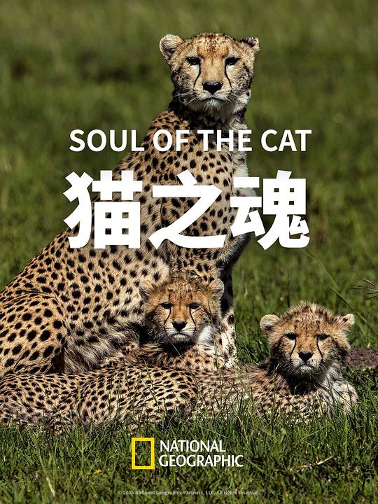 猫之魂”Big Cat Week” Soul of the Cat(2017)插图%4K电影下载_3D影视资源_杜比视界迅雷下载