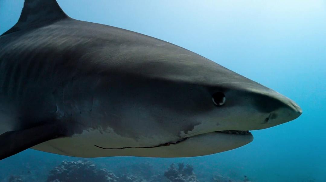 海豚礁Dolphin Reef(2020)插图1%4K电影下载_3D影视资源_杜比视界迅雷下载