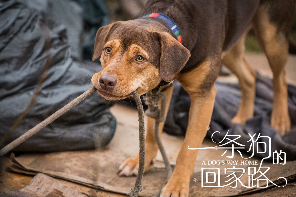 一条狗的回家路A Dog’s Way Home(2019)插图1%4K电影下载_3D影视资源_杜比视界迅雷下载