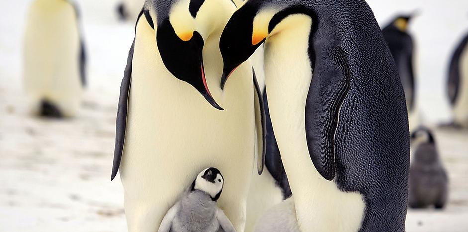企鹅群里有特务Penguins: Spy in the Huddle(2012)插图1%4K电影下载_3D影视资源_杜比视界迅雷下载