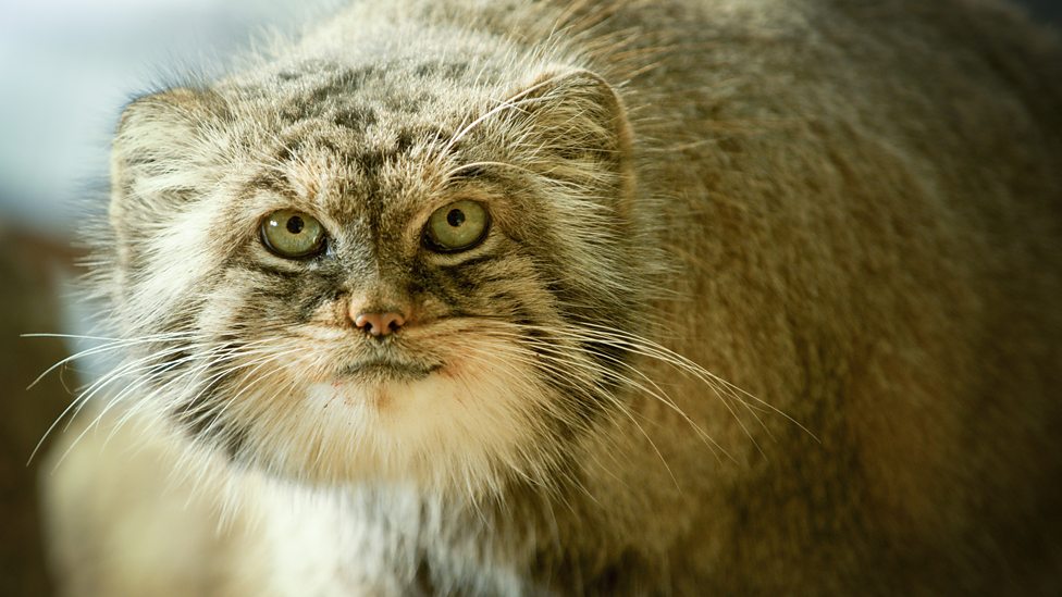 大猫Big Cats(2018)插图2%4K电影下载_3D影视资源_杜比视界迅雷下载