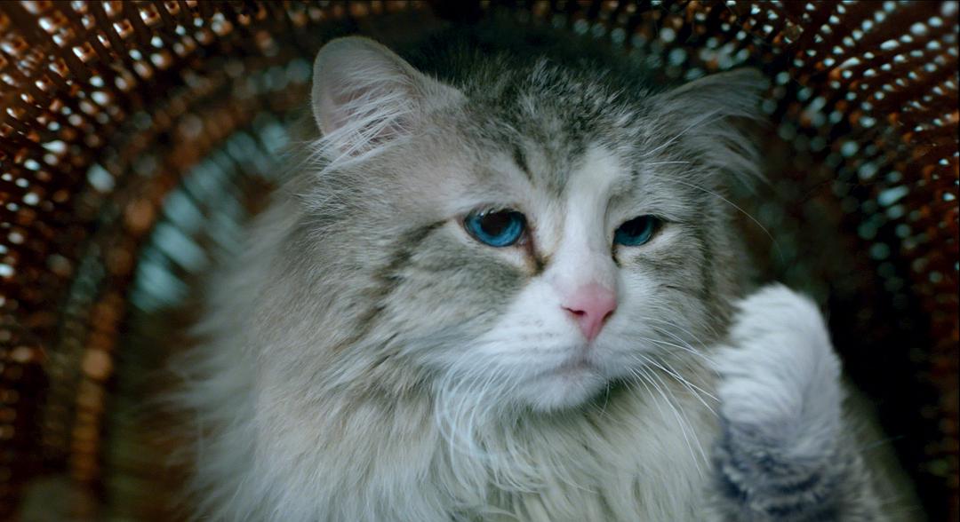 九条命Nine Lives(2016)插图2%4K电影下载_3D影视资源_杜比视界迅雷下载