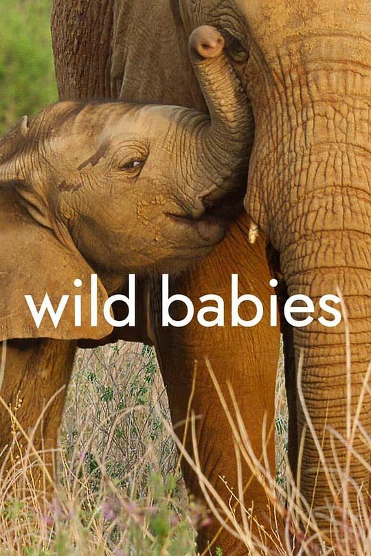 野生动物宝宝Wild Babies(2022)插图%4K电影下载_3D影视资源_杜比视界迅雷下载