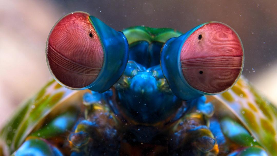 小小世界Tiny World(2020 – 2021)插图1%4K电影下载_3D影视资源_杜比视界迅雷下载