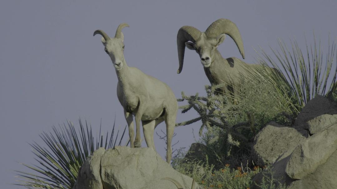 内心深处：德克萨斯野生动物的故事Deep in the Heart: A Texas Wildlife Story(2022)插图1%4K电影下载_3D影视资源_杜比视界迅雷下载