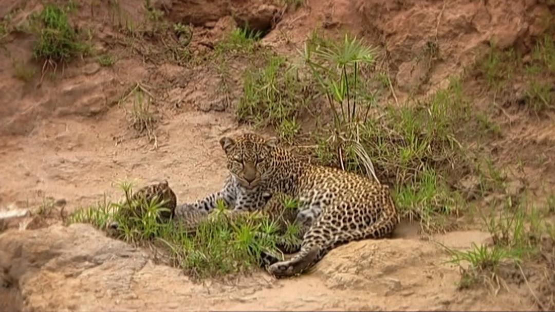 BBC 自然世界 2010 神秘的豹The World Natural Heritage(2010)插图1%4K电影下载_3D影视资源_杜比视界迅雷下载