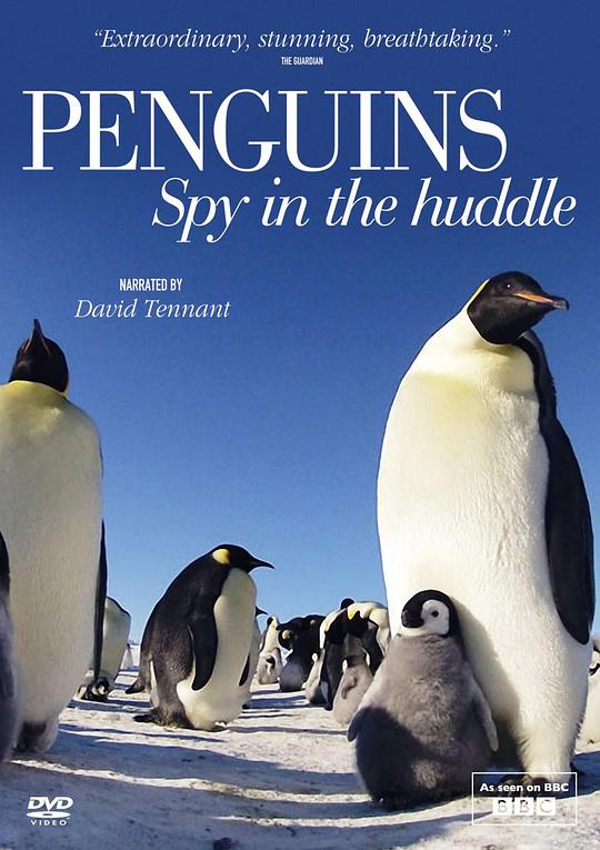 企鹅群里有特务Penguins: Spy in the Huddle(2012)插图%4K电影下载_3D影视资源_杜比视界迅雷下载