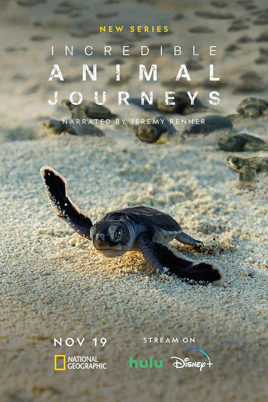 生灵奇旅Incredible Animal Journeys(2024)插图%4K电影下载_3D影视资源_杜比视界迅雷下载