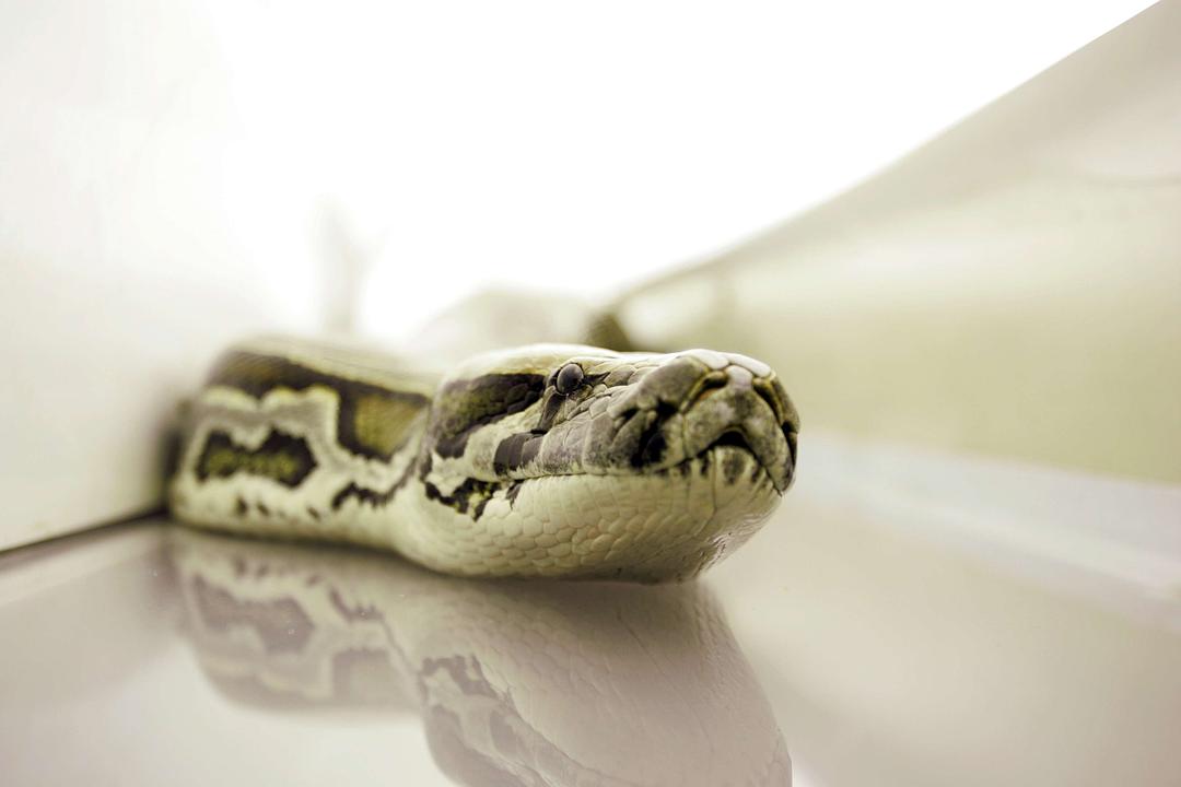 航班蛇患Snakes on a Plane(2006)插图2%4K电影下载_3D影视资源_杜比视界迅雷下载