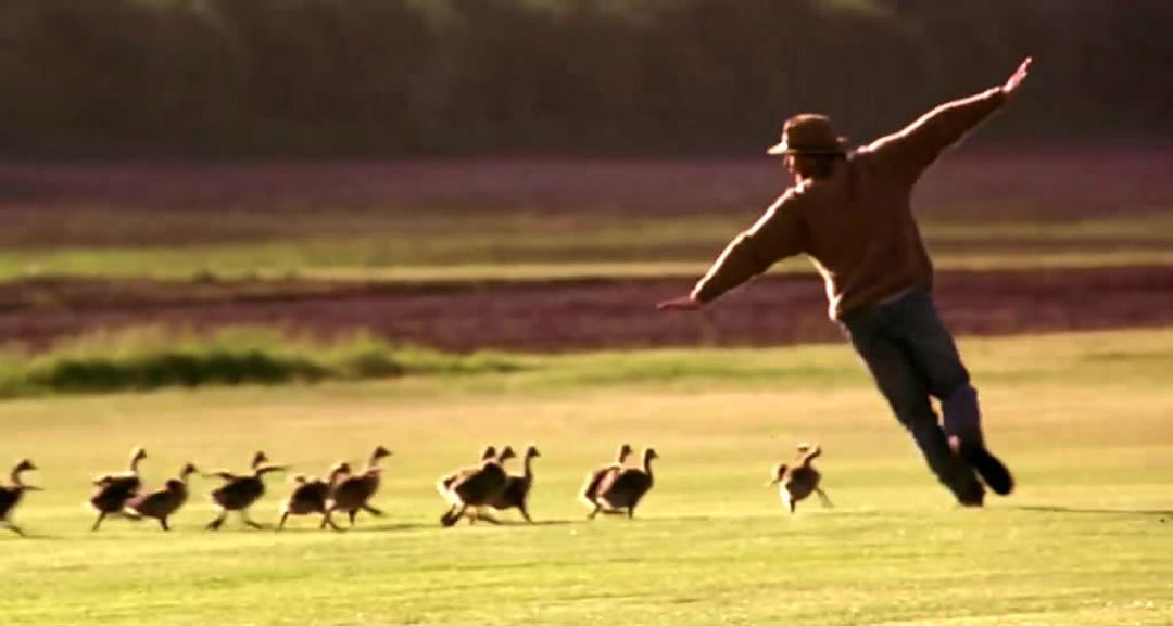 伴你高飞Fly Away Home(1996)插图2%4K电影下载_3D影视资源_杜比视界迅雷下载