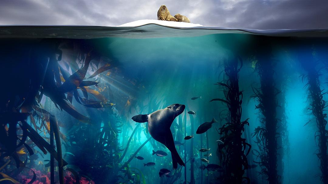 蓝色星球The Blue Planet(2001 – 2017)插图1%4K电影下载_3D影视资源_杜比视界迅雷下载