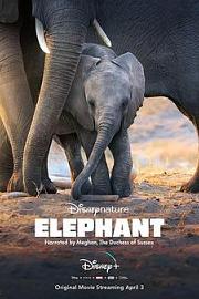 大象Elephant(2020)插图%4K电影下载_3D影视资源_杜比视界迅雷下载