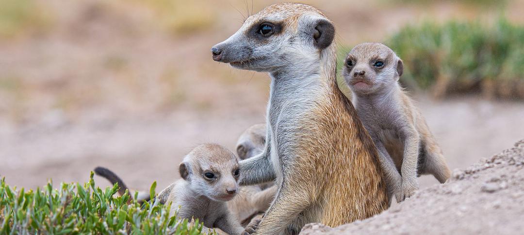 狐獴庄园：王朝的崛起Meerkat Manor: Rise of the Dynasty(2021)插图2%4K电影下载_3D影视资源_杜比视界迅雷下载