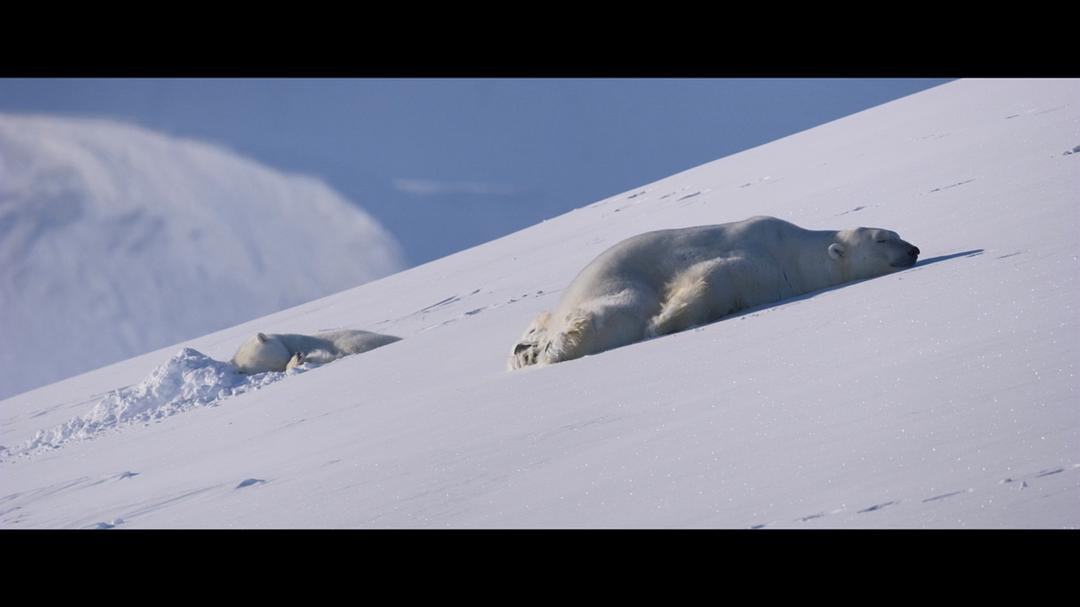 北极熊Polar Bear(2022)插图2%4K电影下载_3D影视资源_杜比视界迅雷下载