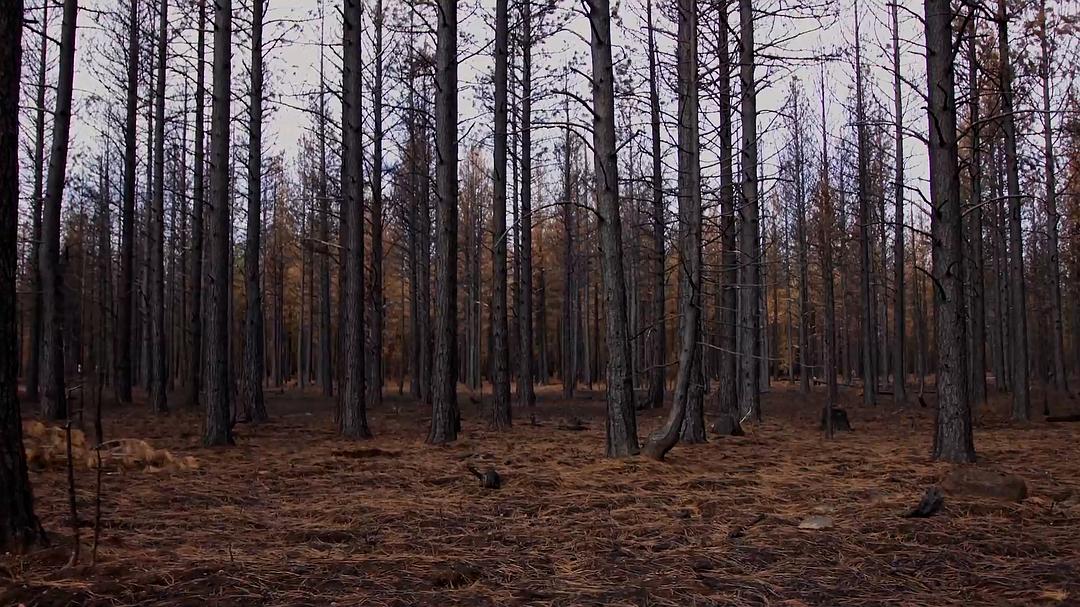 美国大火Elemental: Reimagine Wildfire(2022)插图2%4K电影下载_3D影视资源_杜比视界迅雷下载