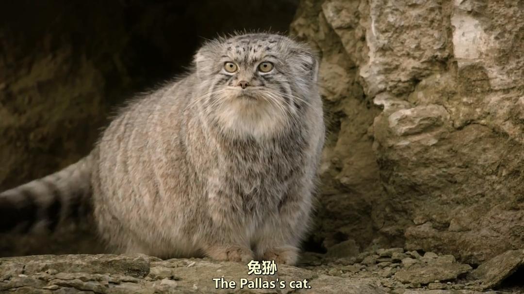猫科动物：奇妙的动物家族Cats: An Amazing Animal Family(2015)插图1%4K电影下载_3D影视资源_杜比视界迅雷下载