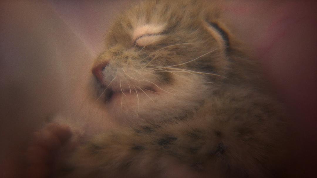 动物成长Growing Up Animal(2021)插图1%4K电影下载_3D影视资源_杜比视界迅雷下载