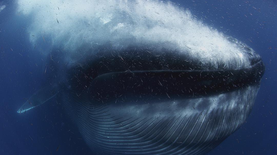大太平洋Big Pacific(2017)插图2%4K电影下载_3D影视资源_杜比视界迅雷下载
