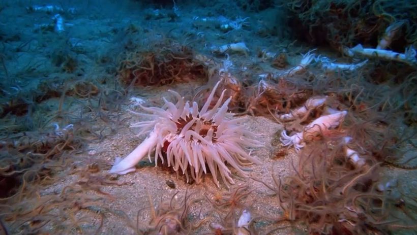 深海奇观Into the Deep(1994)插图2%4K电影下载_3D影视资源_杜比视界迅雷下载