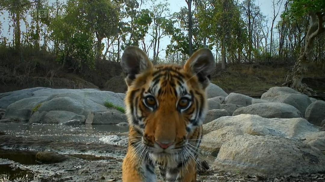 虎：丛林中窥探Tiger: Spy in the Jungle(2008)插图1%4K电影下载_3D影视资源_杜比视界迅雷下载